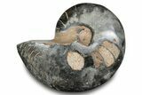 Polished Fossil Nautilus (Cymatoceras) - Unusual Black Color! #282423-1